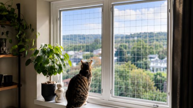 Katzenschutz für Fenster & Balkon in Berlin